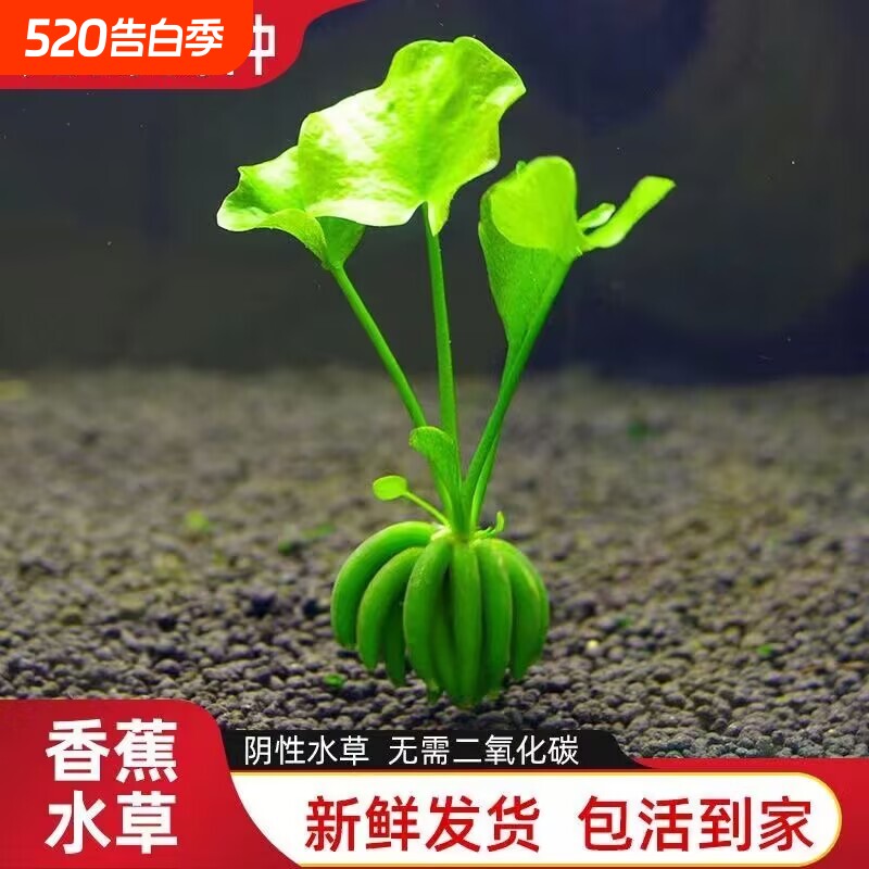 香蕉水草活体懒人阴性水草鱼缸造景无泥水培植物净化水质新手好养