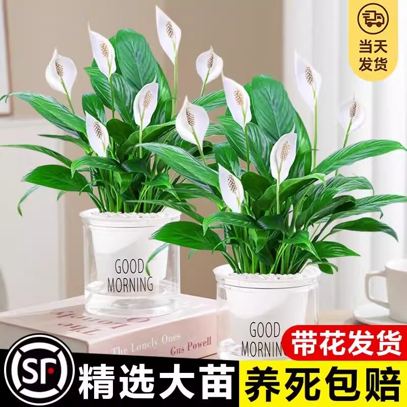 白掌一帆风顺盆栽带花桌面办公室红掌花卉绿植四季盆栽吸甲醛好养