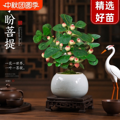 菩提树盆景小盆栽|超1000次加购