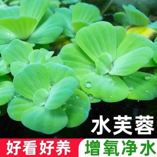 水芙蓉浮萍水草鱼缸造景装饰养鱼养龟植物漂浮真水草净化水质增氧