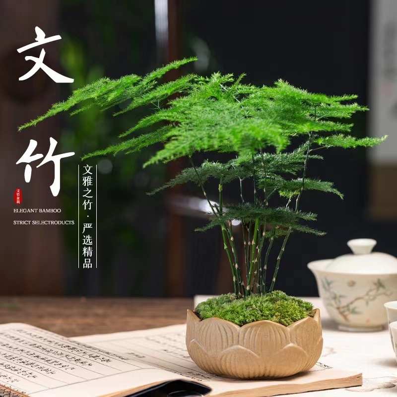 文竹盆栽水培植物老桩花卉办公室内桌面盆景四季常青绿植多规格
