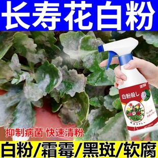 长寿花白粉病专用药治长寿花叶子发白斑白霜病 药开花肥料促花肥