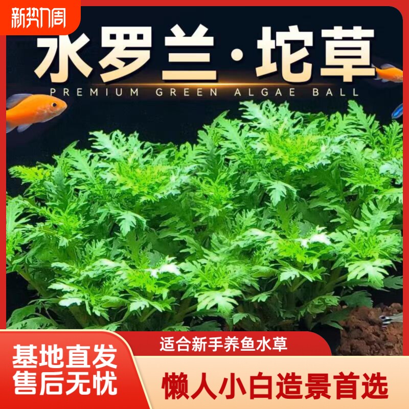 鱼缸造景装饰坨草水罗兰净化水质神器阴性水培水草懒人新手免栽种