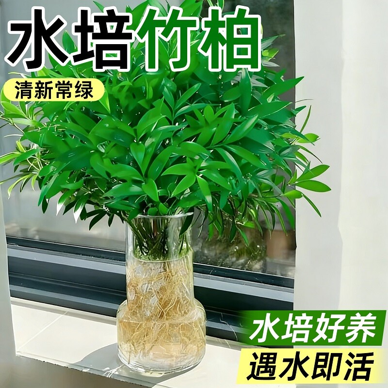 驱蚊竹柏发财树竹子水培绿植物瓶子盆景栽花卉室内好养的水养玻璃