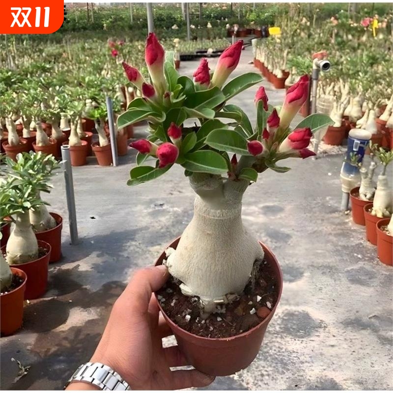 沙漠玫瑰盆栽5年老桩多季节开花好养室内阳台绿植盆景北欧花卉四