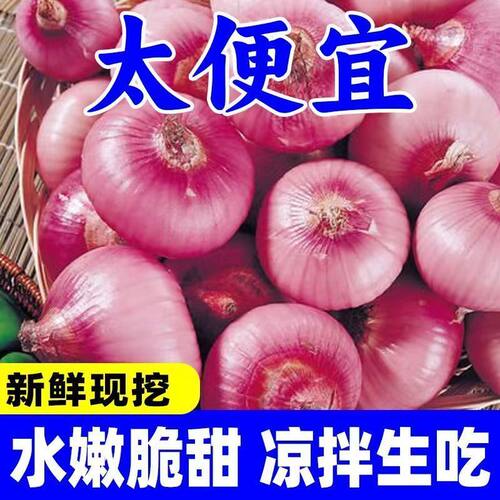 2026紫皮洋葱新鲜圆葱洋葱蔬菜红皮特产农家扁圆葱头包邮脆甜种植