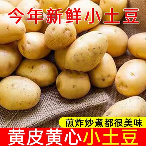 正宗恩施小土豆新鲜现挖
