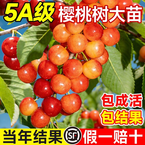 南北可种耐寒嫁接大樱桃苗