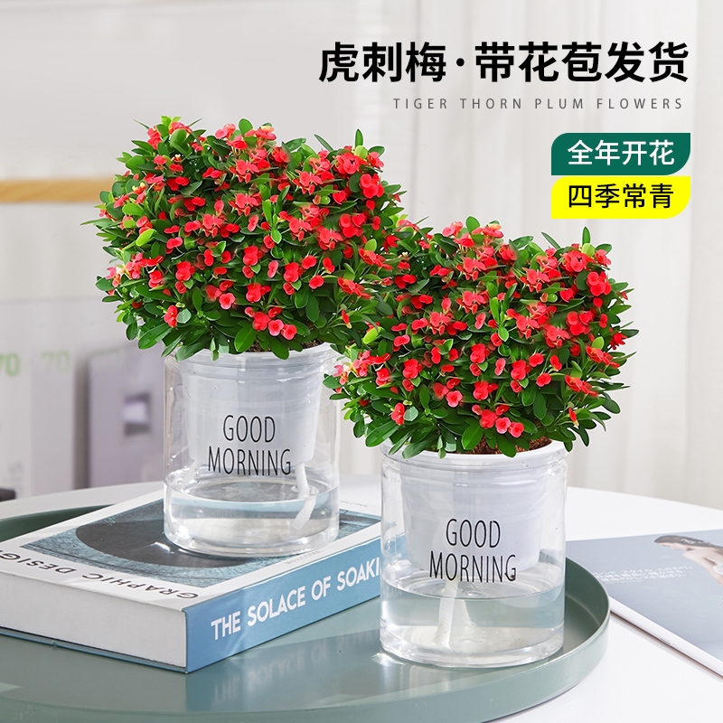 虎刺梅铁海棠花盆栽室内桌面带花