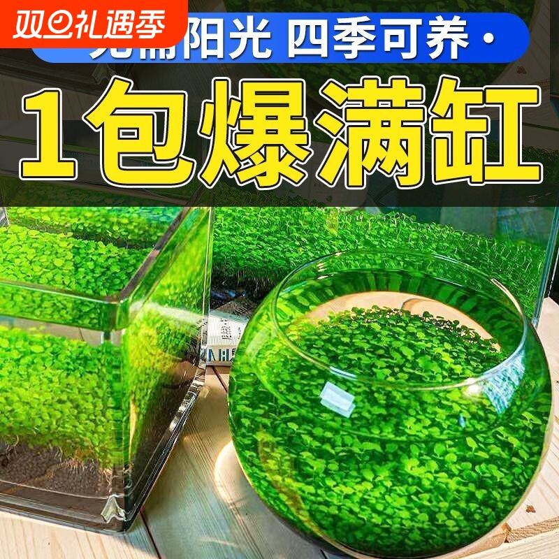 水草泥造景水草籽小鱼缸种子微景观创意真草养鱼阴性增氧净水植物