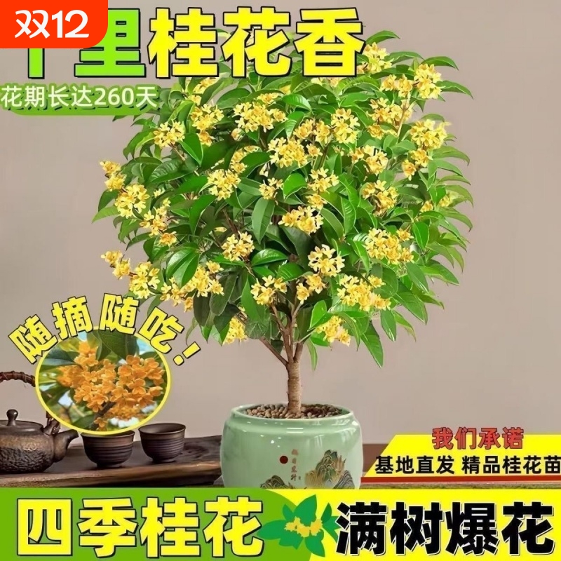 【四季开花】桂花树桂花盆栽金桂浓香型花卉四季庭院阳台开花植物
