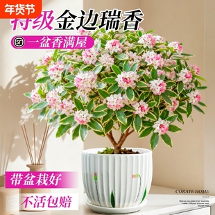 金边瑞香盆栽老桩年宵花带花苞山茶花卉盆景阳台绿植物四季好养活