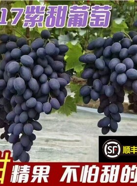 葡萄新鲜紫甜无核A17脆甜无籽葡萄黑提子产地现摘当季水果顺丰