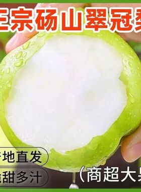 2025年头茬青梨当季梨子酥脆一号翠冠梨早梨安徽砀山梨酥脆多汁