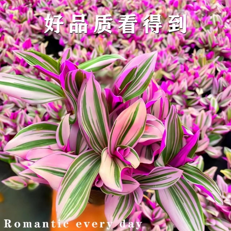 油画婚礼吊兰耐旱好养易活净化空气垂藤植物客厅阳台四季开花绿植