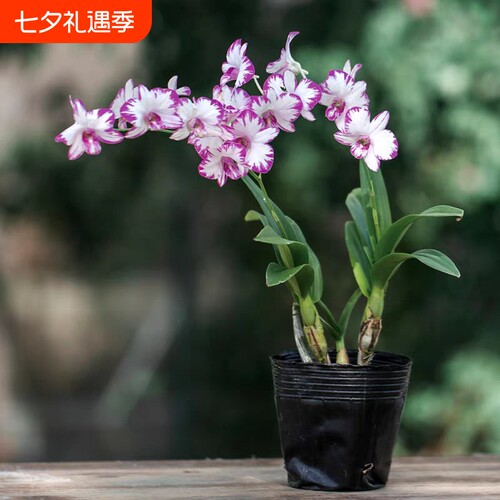 白泼墨秋石斛兰花苗盆栽好养水培花卉绿植冬带花开花蝴蝶粉黛蜜桃