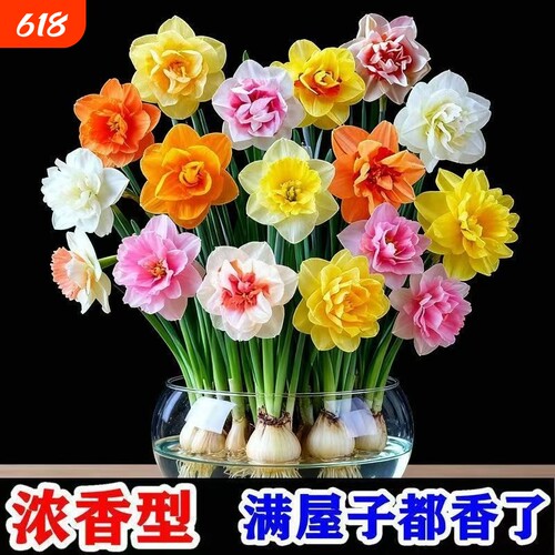 冬季爆款水仙花水培四季开花盆栽耐寒植物室内花期耐阴重瓣品种