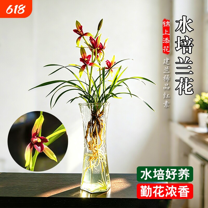 水培香水兰花苗锦上添花高档建兰室内好养浓香盆栽花卉绿植物客厅