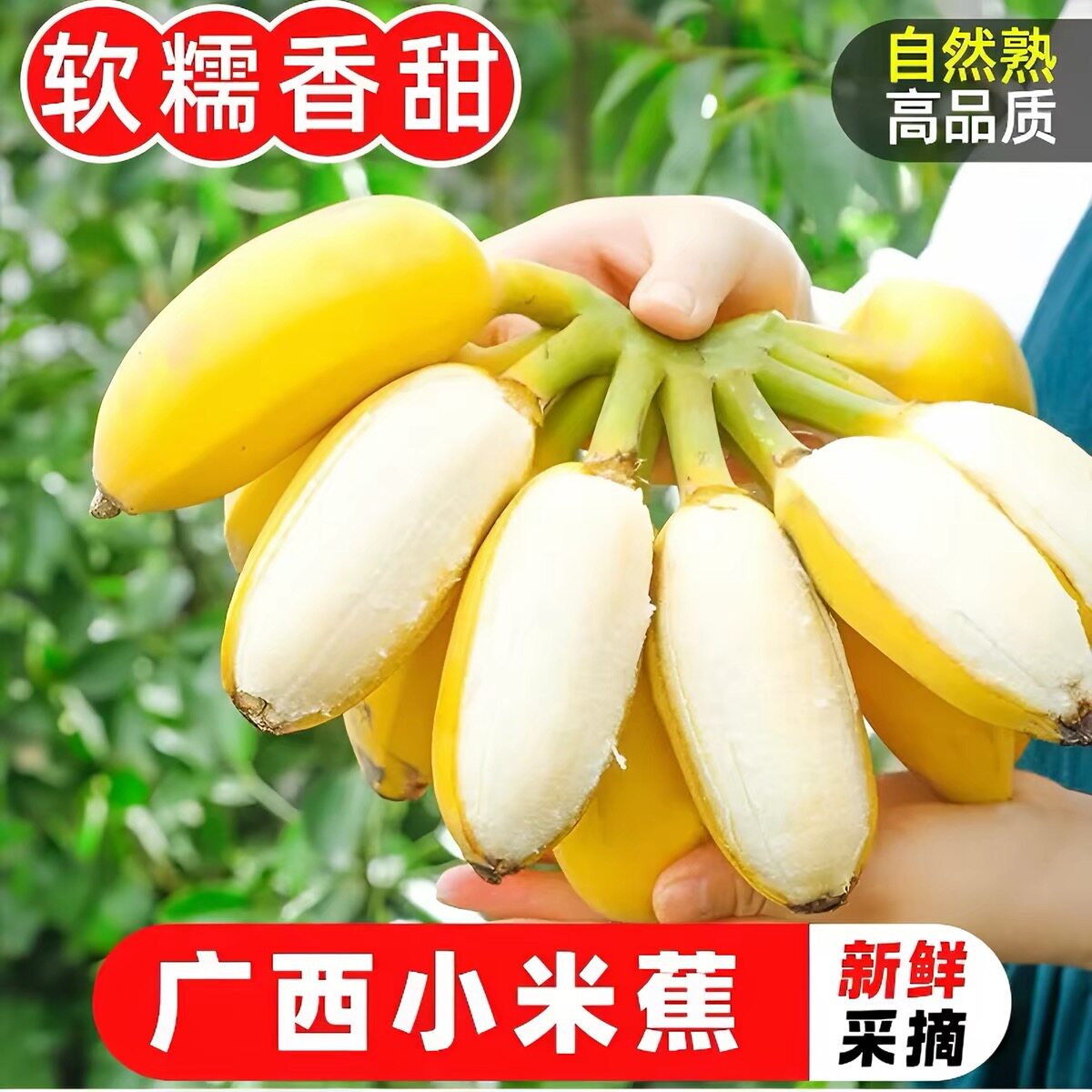 正宗广西小米蕉当季新鲜水果小香蕉产地直发酸甜蕉3斤自然熟现摘