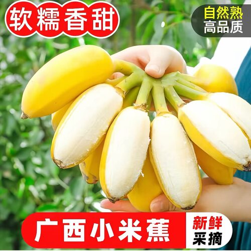 正宗广西小米蕉当季新鲜水果小香蕉产地直发酸甜蕉3斤自然熟现摘