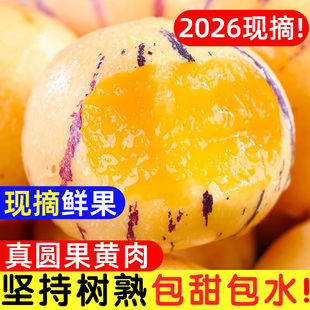云南人参果水果圆果黄肉大果新鲜石林人叁果树上熟人生果整箱包邮