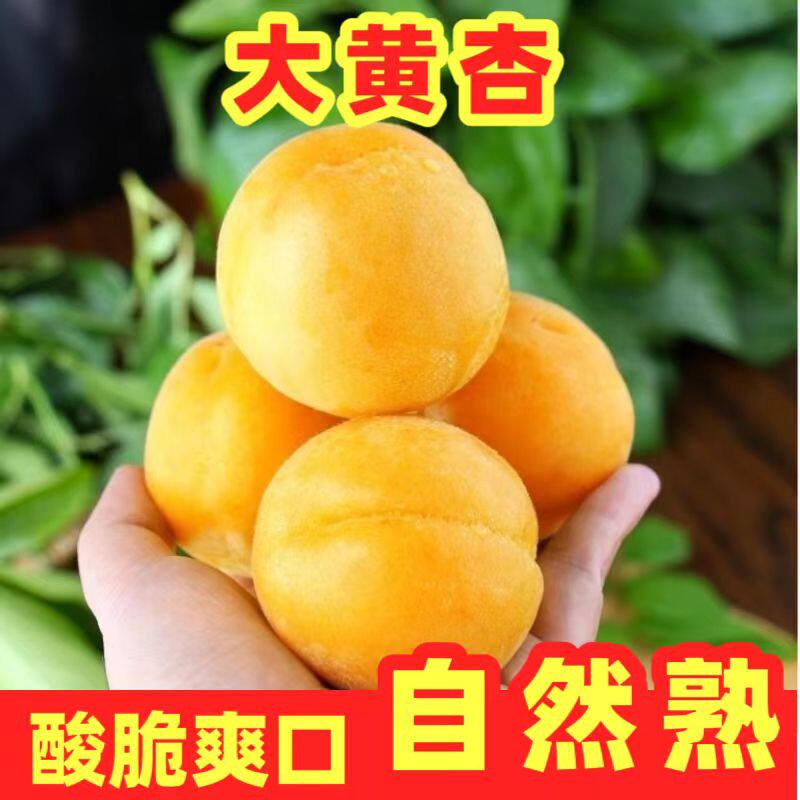 山西特产大黄杏现摘新鲜头茬金太阳杏微黄杏子大果整箱包邮自然熟