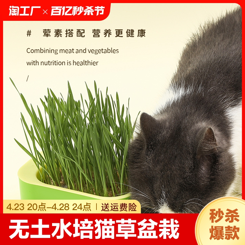 新款猫草盒送五包种子助消化零食