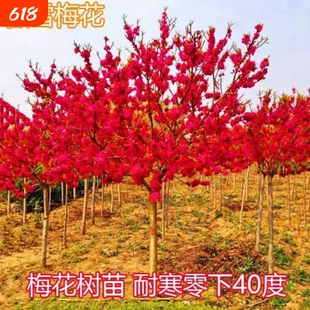 耐寒红梅花树苗地栽庭院浓香型四季花卉植物骨里红梅腊梅绿梅室外