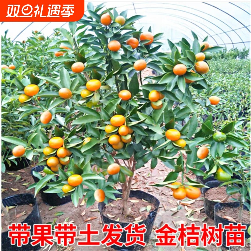 金桔树盆栽带果脆皮苗四