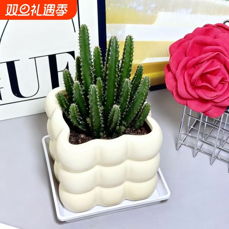 仙人掌盆栽万重山室内仙人球多肉植物办公室桌面好养多肉绿植盆景