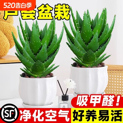 绿植芦荟盆栽多肉植物阳台