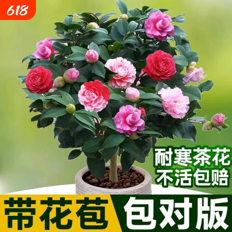 山茶花树苗五色赤丹盆栽花卉绿植物玫瑰花好养四季种开花阳台耐寒