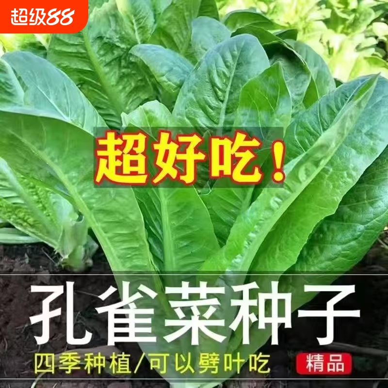 孔雀菜种子包心直立生菜罗马生菜种子籽四季种植高钙营养蔬菜种子