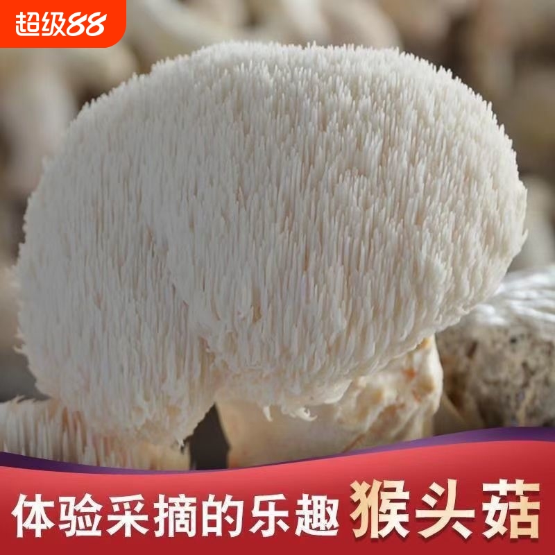 爆款猴头菇菌种蘑菇菌种食用菌家庭盆种蘑菇包菌种室内外种植