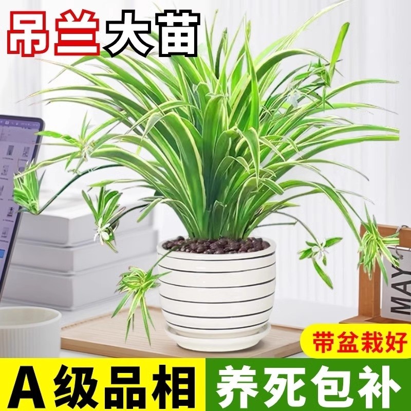 金边吊兰盆栽花卉植物室内垂吊好养绿植四季常青水培净化空气客厅