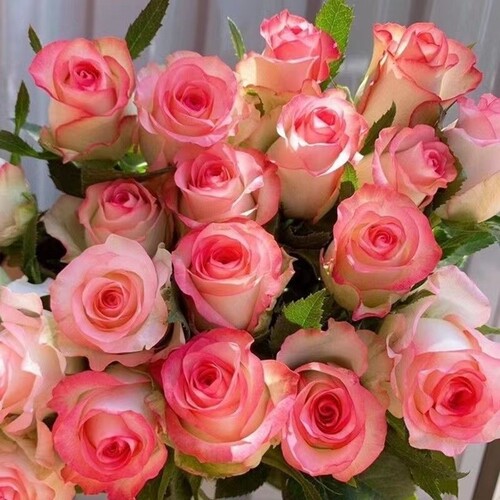 正宗玫瑰花苗四季开花特大浓香型月季老桩阳台庭院种植耐寒客厅