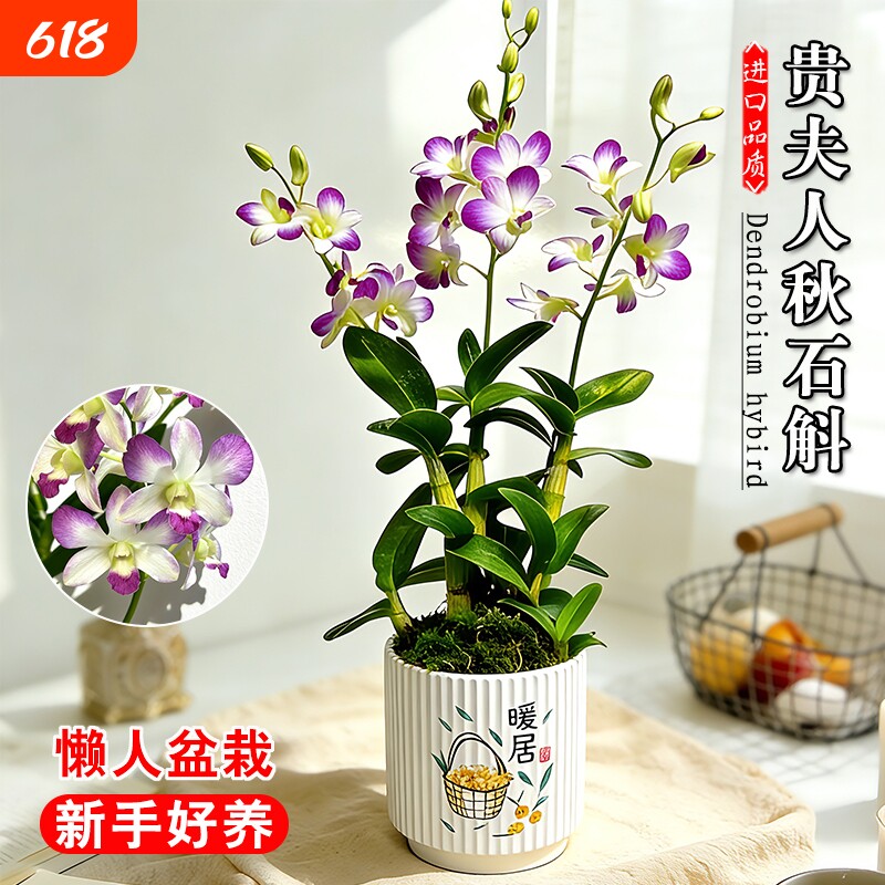 带花苞名贵泼墨秋石斛兰花苗品种贵夫人室内好养浓香盆栽花卉绿植