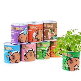 种植小盆栽儿童礼物桌面植物盲盒小学生幼儿园开学西瓜老师幸运草