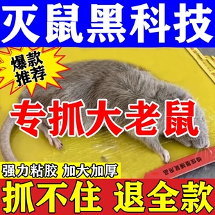粘鼠板老鼠粘强力粘鼠板抓大老鼠贴灭鼠加大加厚捕鼠神器超强家用