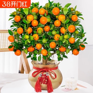 四季金桔树苗盆栽带果客厅招财植物室内花卉绿植小橘子盆景年宵花
