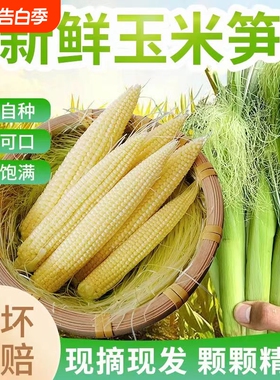玉米笋新鲜蔬菜带箱10斤水果甜玉米带皮带须小玉米芯玉米棒玉米笋