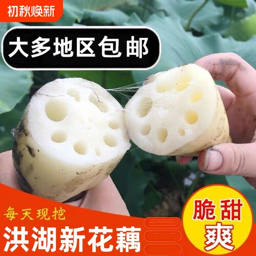 湖北洪湖嫩莲藕现挖现发脆嫩鲜甜