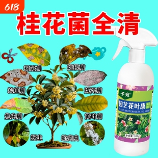 桂花树肥料专用营养液枯叶干尖枯叶病杀菌剂焦黄叶斑炭疽病通用型