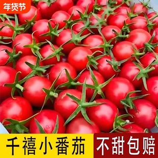 现摘现发云南新鲜圣女果小西红柿新鲜小番茄水果孕妇水果整箱包邮