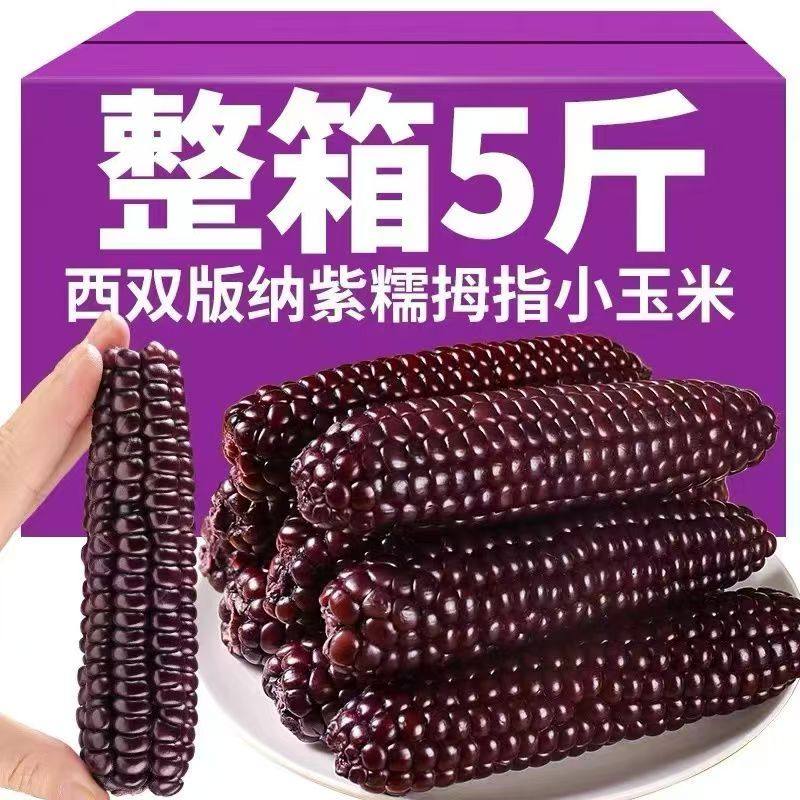 云南西双版纳紫色玉米即食新鲜拇指手指代餐早餐迷你宝宝真空