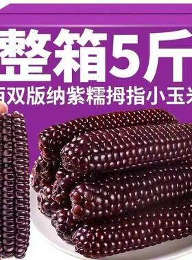 云南西双版纳紫色玉米即食新鲜拇指手指早餐迷你宝宝香糯紫糯香甜