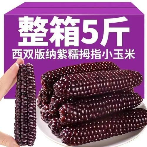 云南西双版纳紫色玉米即食新鲜拇指手指代餐早餐迷你宝宝真空