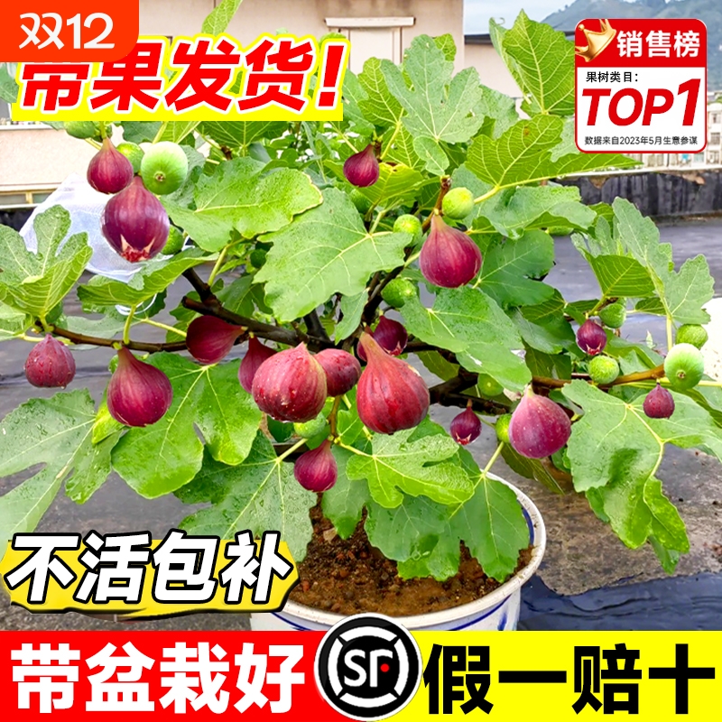 无花果树苗特大果波姬红矮化盆栽