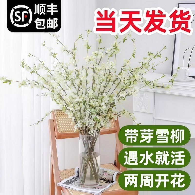 雪柳鲜枝干枝水培植物室内喷雪花卉盆栽水养鲜花干支遇水开花龙柳