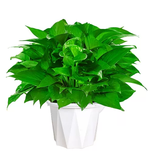 Зеленый горшечный посаженный корменный фундамент очищающий воздух в помещении.